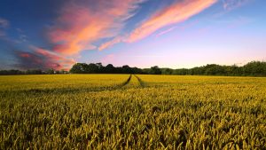 Un vasto campo di grano dorato sotto un cielo al tramonto, con tracce di pneumatici che si perdono all'orizzonte, simboleggiando il settore dell'agricoltura