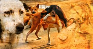 Un collage di cani randagi, inclusi primi piani e scene di interazione, che illustra il tema della responsabilità legale per aggressione